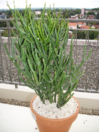 Euphorbia tirucalli Tiraca10