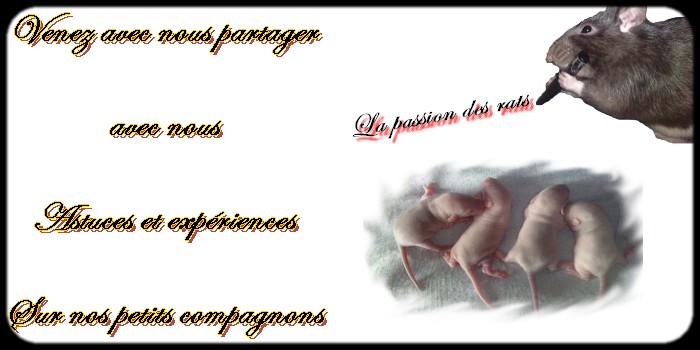 La passion des rats