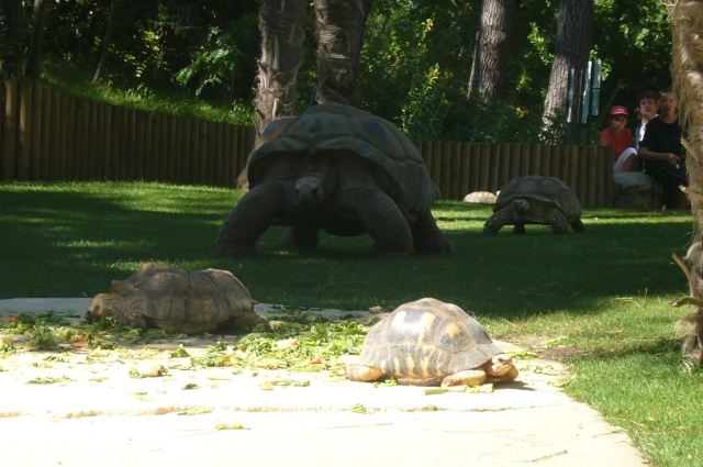 photos du zoo Ile_de14