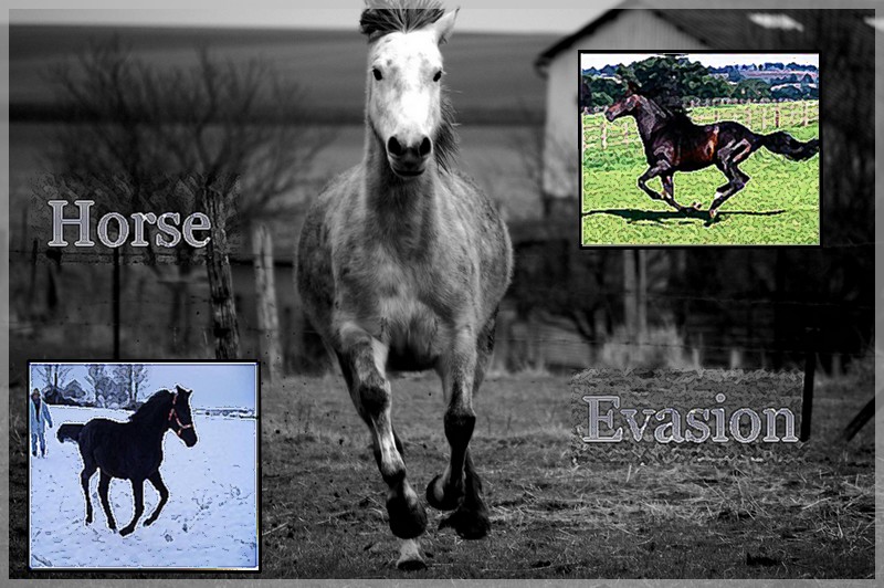 Horse Evasion