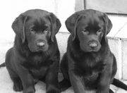 3 CHIOTS MALES LABRADOR T_679210