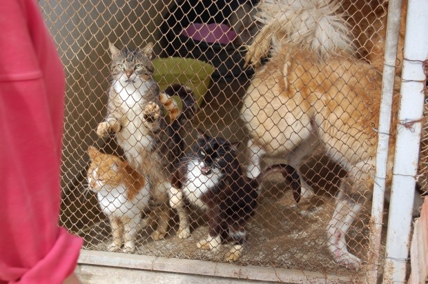 Tierheim Foca/Türkei braucht Dringend unsere Hilfe.... Qjza8710