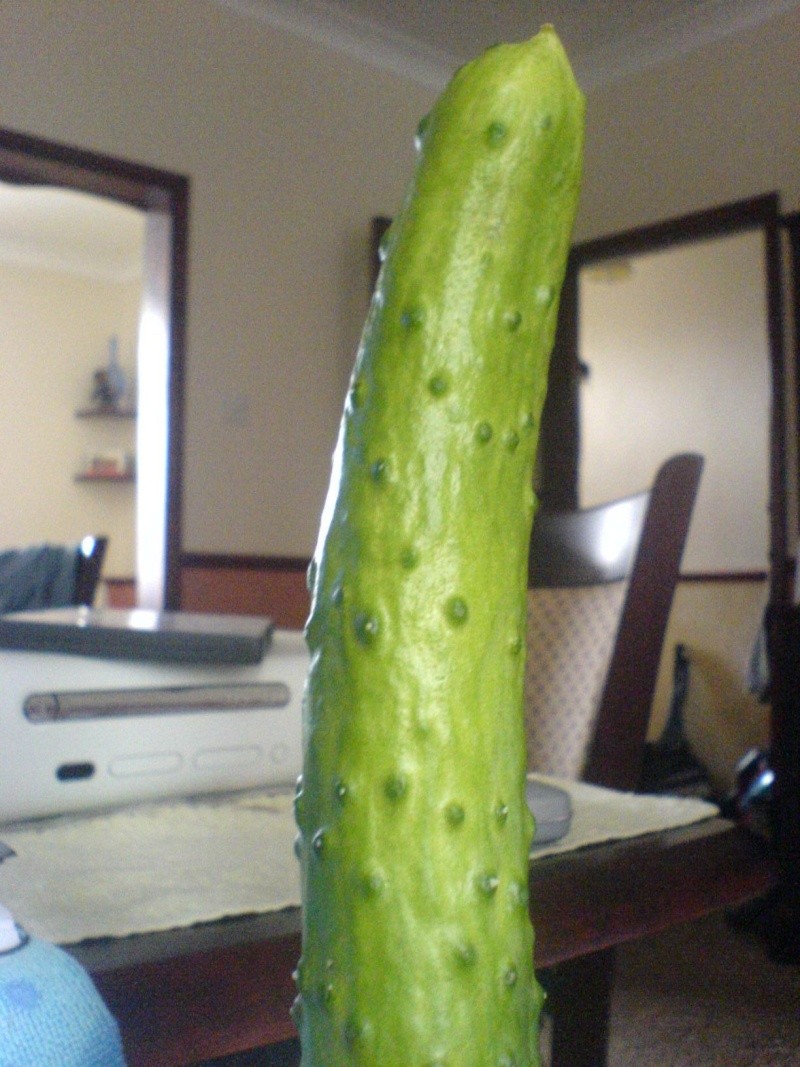 need a frend ladys haw bawt a prickaly cucumber! Wtf10