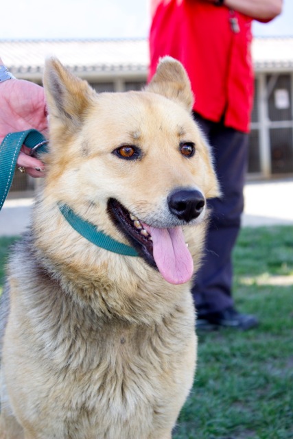 ROXANE x husky berger allemand(f) 3 ans PROPRE CALME AFFECTUEUSE REF:38 2455_410