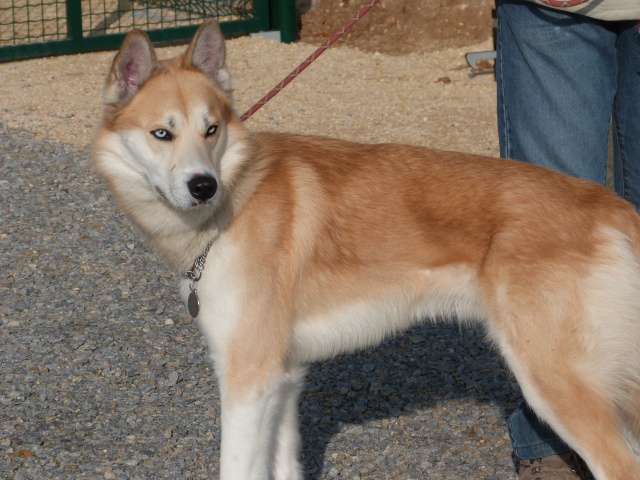 AZUCAR x husky Né vers le: 11/02/2011/REF:86 ADOPTE 29947610