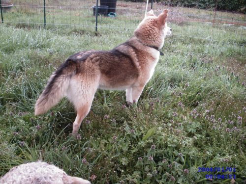 FLOPPY - x ba/husky 8 ans - sa fa ne peut plus la garder (31) 500_ce10
