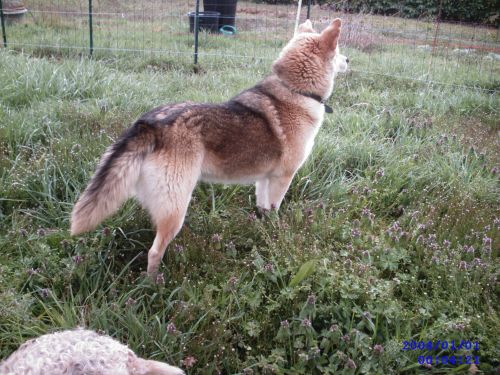 FLOPPY - x ba/husky 8 ans - sa fa ne peut plus la garder  (31) 500_ce10