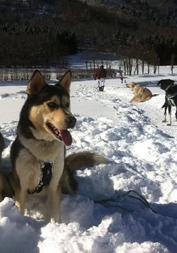 BANDIT  husky (m) 21/08/08/  PAR:32 .URGENT RECHERCHE FA VANT 21 JUILLET.....FA TROUVEE !!! 54446810