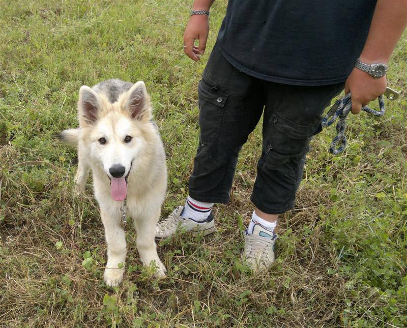 LYCAN X Berger Blanc Suisse/Loup Tchèque/Malamute/Husky/6 mois ASSO:38ADOPTE 93503710