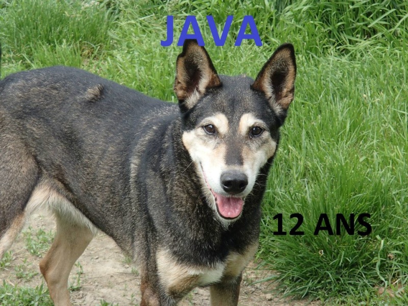 JAVA X BERGER/HUSKY/(f) 12 ans ok enfants chiens REF:82 ADOPTEE 94146310