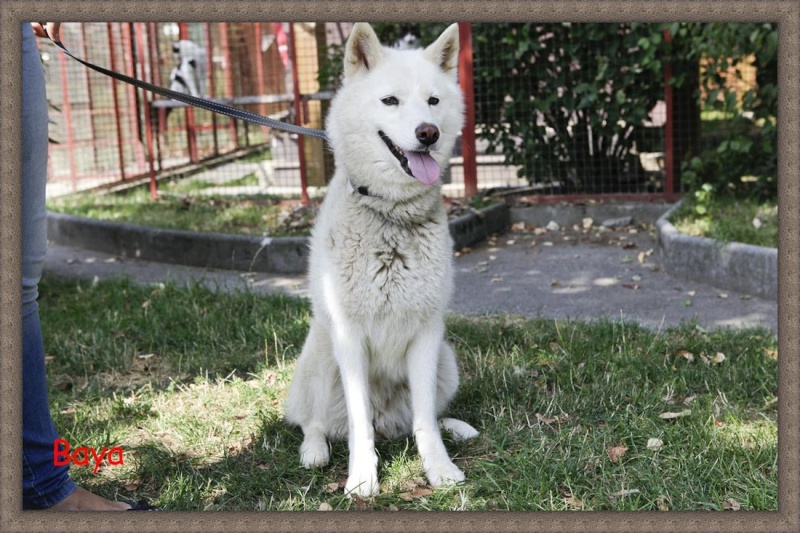 BAYA husky (f) 13/11/06/blanc très gentille affectueuse fugueuse.REF:74ADOPTEE Chien216