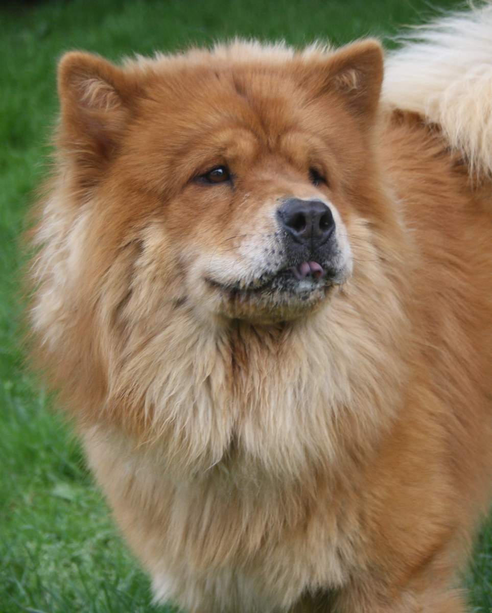 BALTO chow chow (m)fauve 12/06/2012/REF:91 Chien227