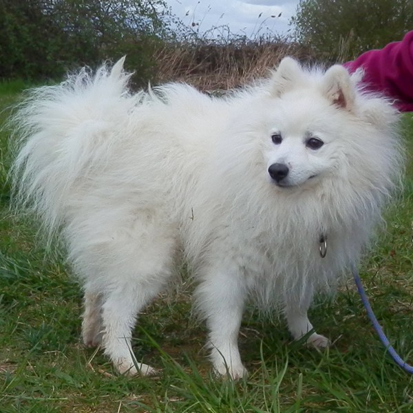 DOUKY SPITZ JAPONAIS (m) REF:77 ADOPTE Douky112