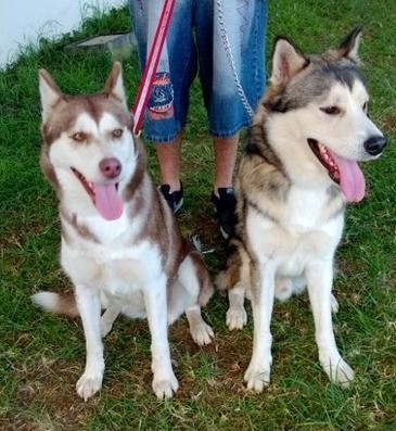 EMORAR husky (f) 2 ans Chocolat et blanc Lieu : Réunion - 974 (Outre-mer) ADOPTEE Emorar10