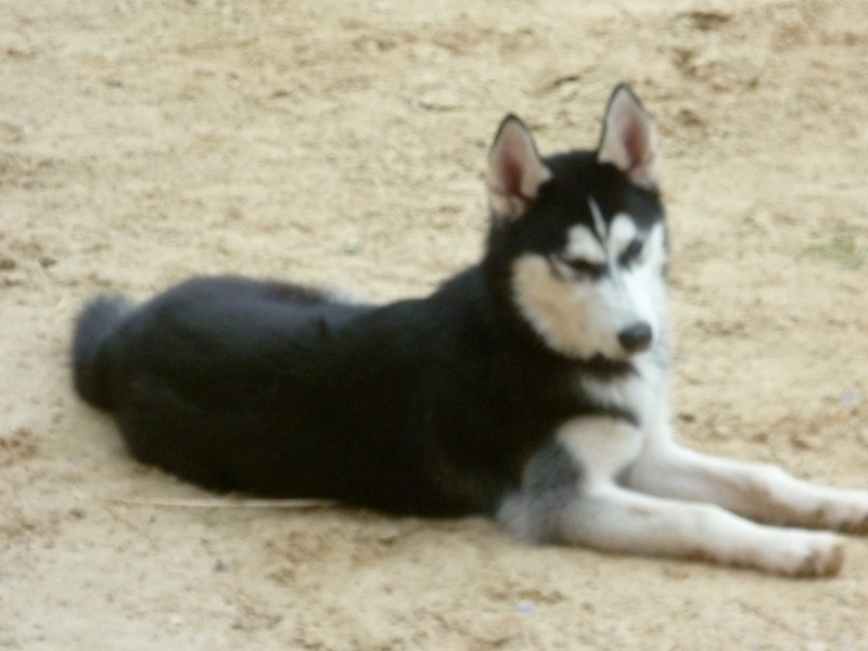 Gaïcka husky sibérien (f) 1 an 5 mois ok chiens chats PAR:78 ADOPTEE P1000611