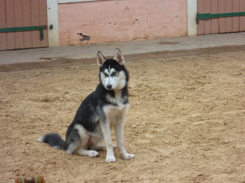 Gaïcka husky sibérien (f) 1 an 5 mois ok chiens chats PAR:78 ADOPTEE P1000612