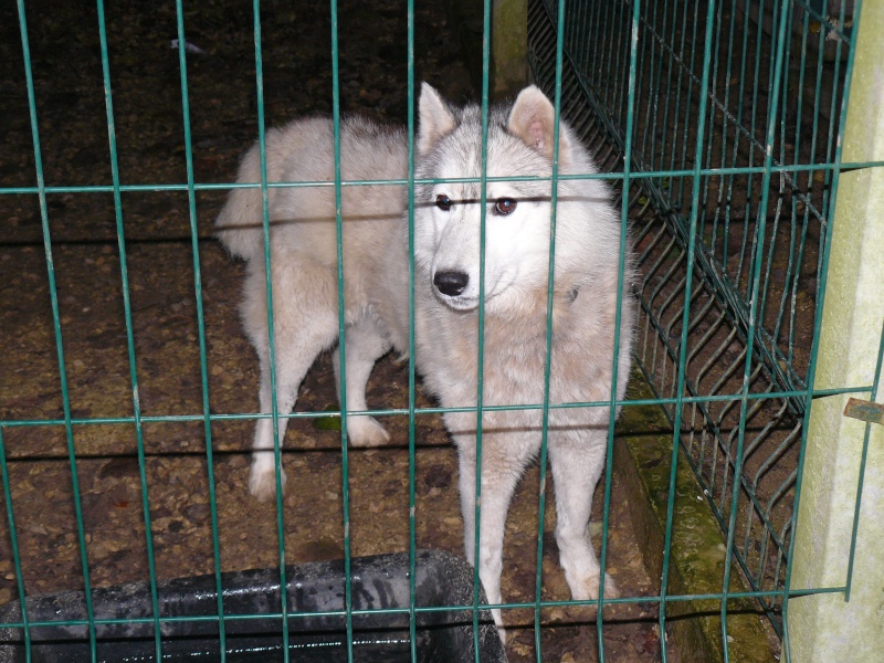 LOULOU Siberian Husky LOF, 3ans et demi, pas de chats REF:86 ADOPTE P1110010