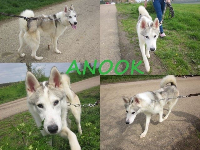 Anook, husky né en 06/2012. refuge SPA Amance    REF:54  ADOPTE Sans-t26