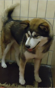 TYpe Malamute, 1 AN 3 MOIS REF: 6032  ADOPTEE Sans-t28