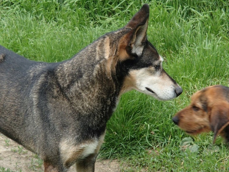 JAVA X BERGER/HUSKY/(f) 12 ans ok enfants chiens REF:82 ADOPTEE Sans-t34