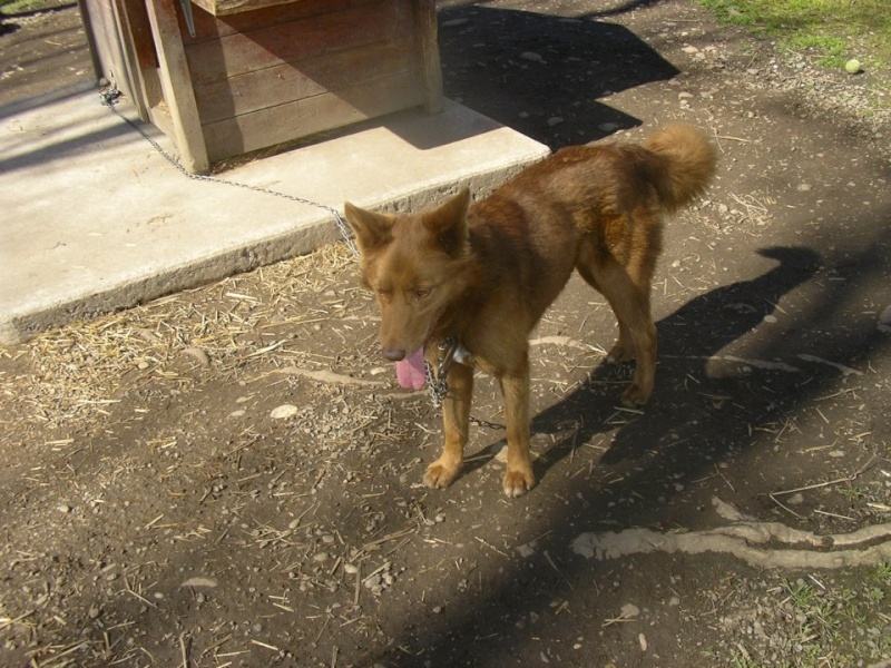 HAPPY x husky (f) 4 ans ok chiens dynamique REF:82 ADOPTEE Sans-t88