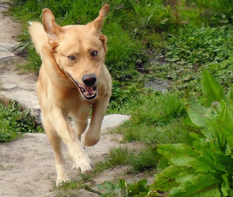 Labrador croisé husky (FLOKI)   (m) 3 ans PAR:50 ADOPTE - Page 2 Sans-t90