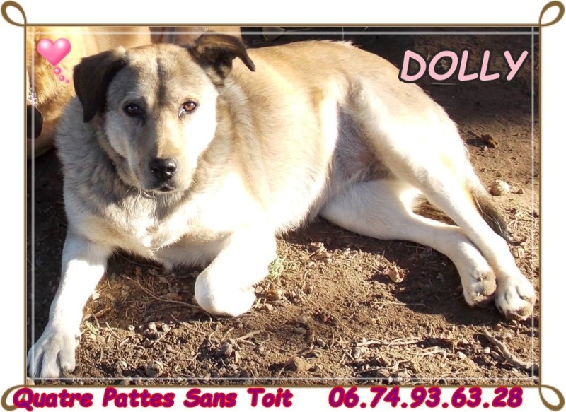 Dolly x husky (f) 6 ans fauve ok enfants chiens cherche fa ou adoptants.maitre expulsé REF84 ADOPTEE - Page 2 Sans-t94