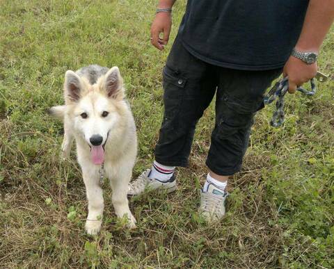 LYCAN X Berger Blanc Suisse/Loup Tchèque/Malamute/Husky/6 mois ASSO:38ADOPTE