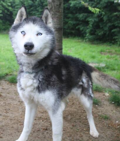 Malone Un Bouleversant Husky Gris Et Blanc Aux Yeux Bleus