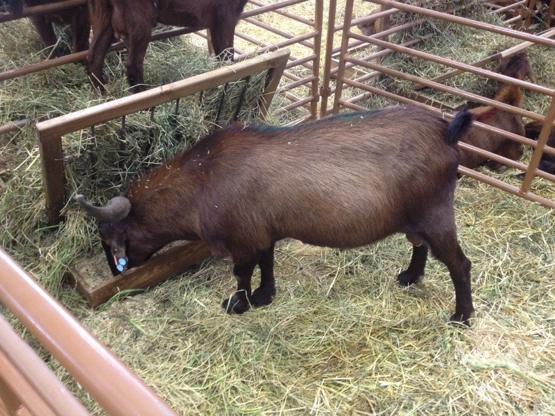 Salon International de l'Agriculture de Meknes 5710