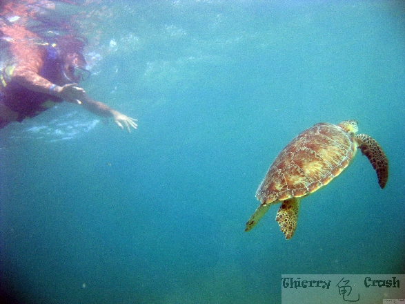 Akumal : snorkel et plongeon avec tortues de mer Afbeel54