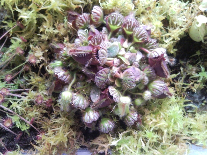 Photos de mon cephalotus et de mon heliamphora adoré: Snc01019