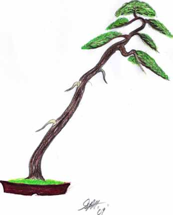 Juniperus Procumbens Literati 10-7-211