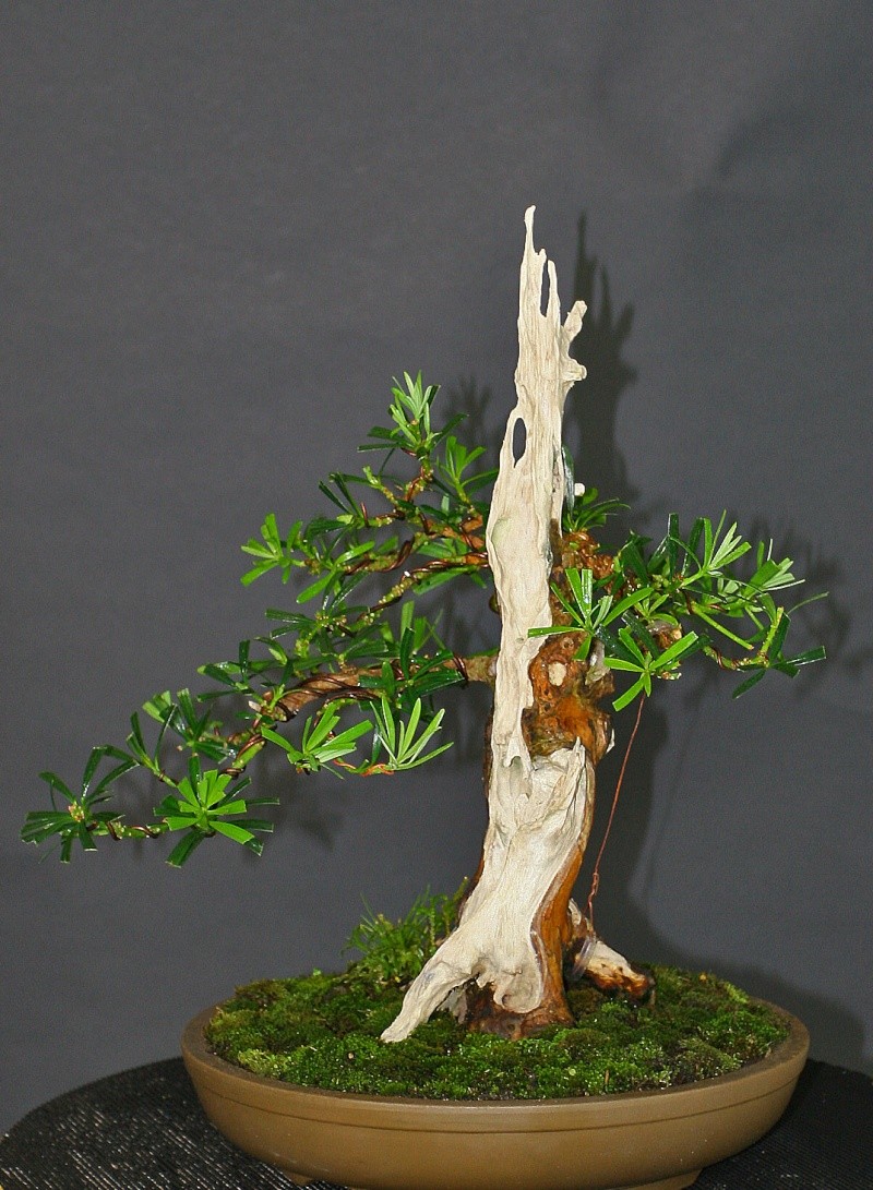 Podocarpus Little Podoca10