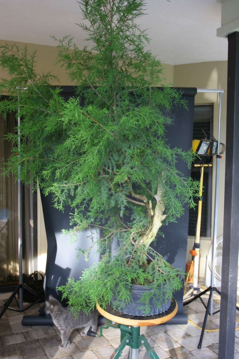 Red Cedar - Juniper Virginiana Virgia10