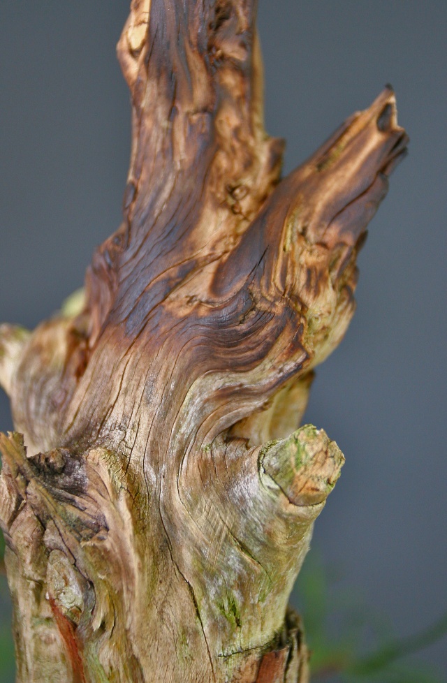Red Cedar - Juniper Virginiana Virgia12