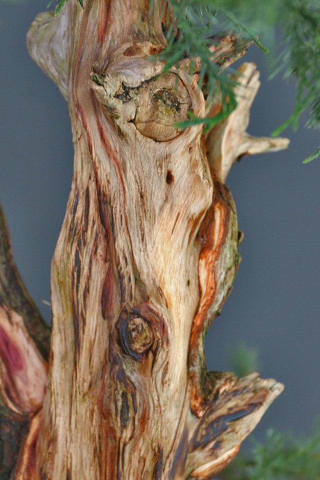 Red Cedar - Juniper Virginiana Virgia16