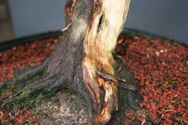 Red Cedar - Juniper Virginiana Virgia17