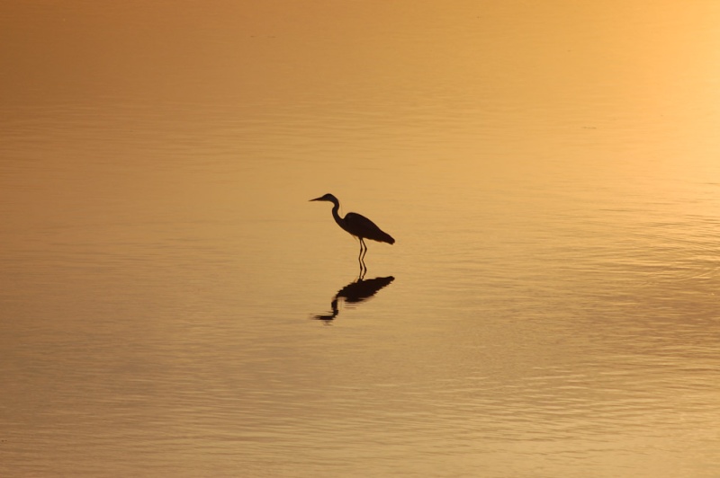 Couché de soleil sur la Mer Coucha10