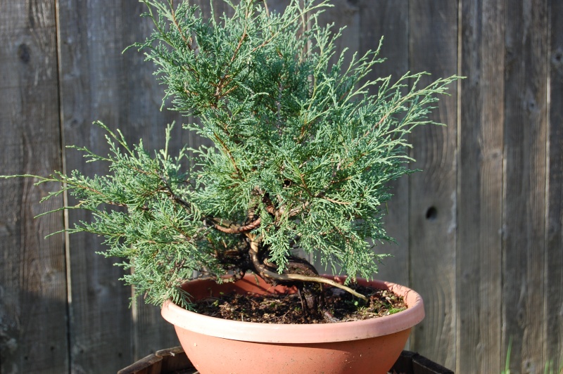 Small Rocky Mountain Juniper 00110