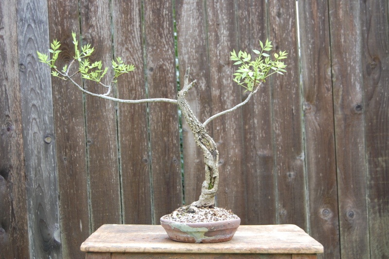 You still have your first bonsai?  - Page 2 03910