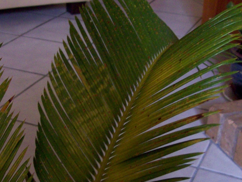 Cycas en bonne santé mais palmes jaunes... Cycas11