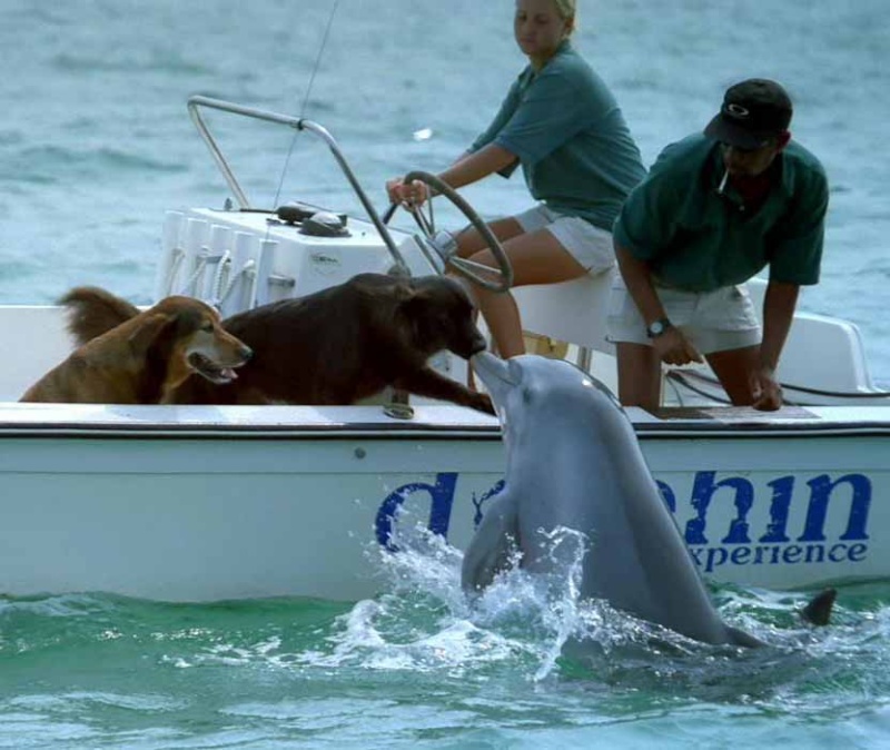 Les dauphins passeurs nous entraînent dans un voyage intérieur à la découverte de nous-même. Dauphi10