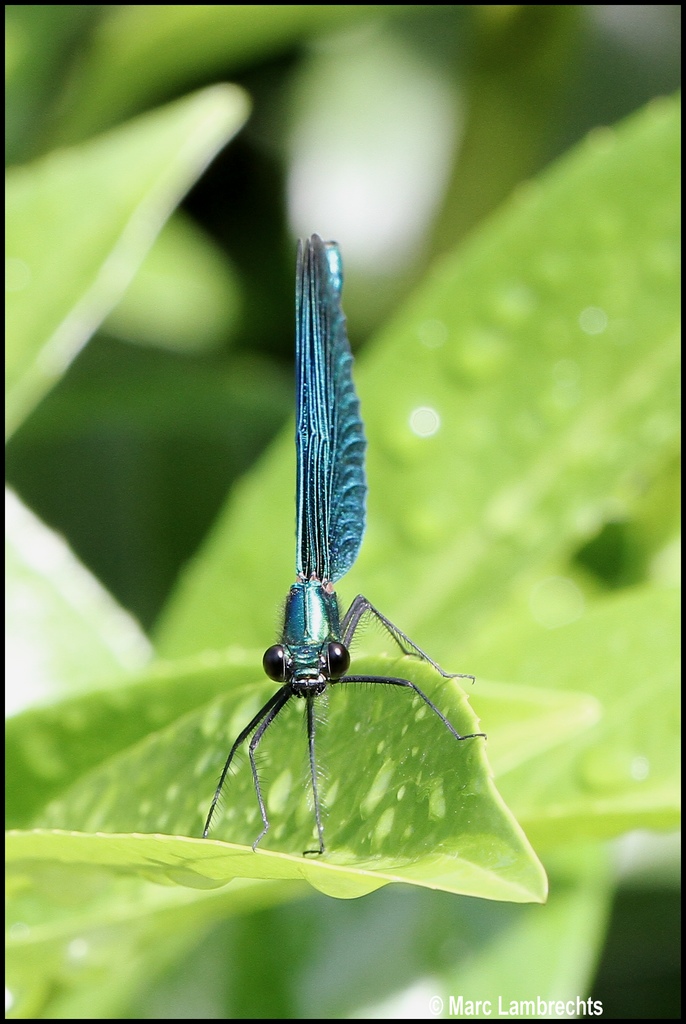 Demoiselles  Demois11