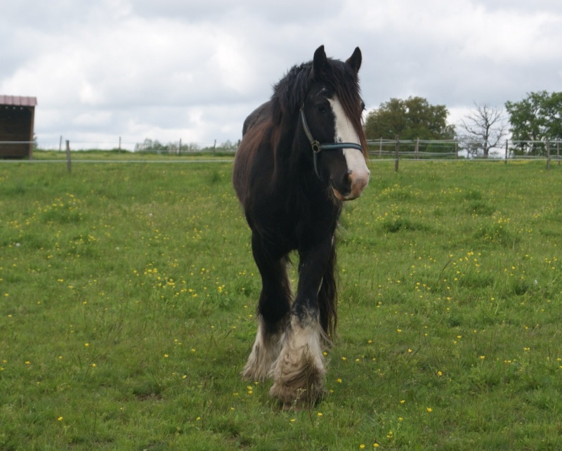 FABORGAS Etalon Irish Cob noir sabino agrée. News photos 5 ans  p 4 ! - Page 2 Dsc07512