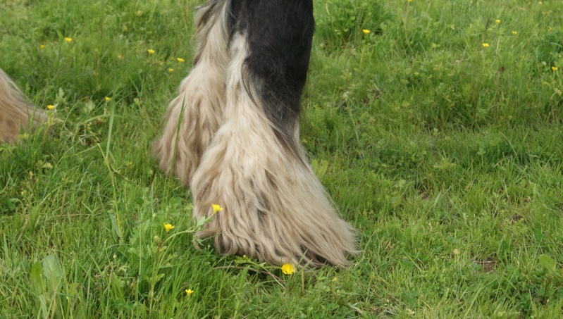 FABORGAS Etalon Irish Cob noir sabino agrée. News photos 5 ans  p 4 ! - Page 2 Dsc07513