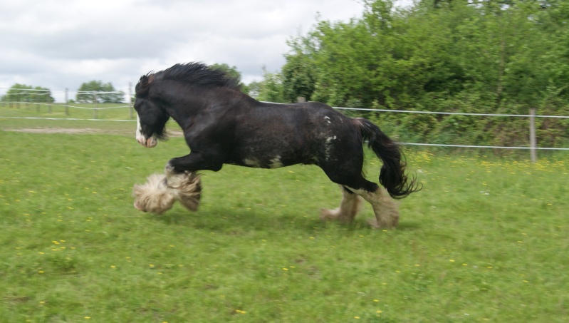 FABORGAS Etalon Irish Cob noir sabino agrée. News photos 5 ans  p 4 ! - Page 2 Dsc07616