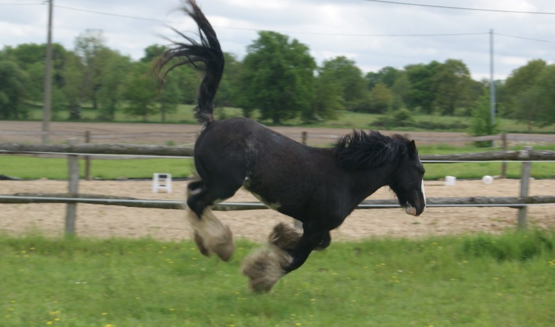 FABORGAS Etalon Irish Cob noir sabino agrée. News photos 5 ans  p 4 ! - Page 2 Dsc07622