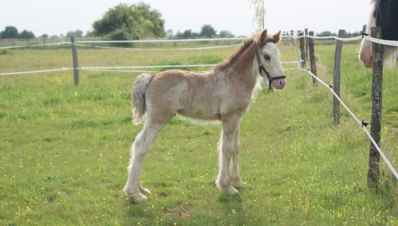 Doreleï poulain d'1 mois ORPHELIN - une Nounou P3- news photos P6 Dsc09114