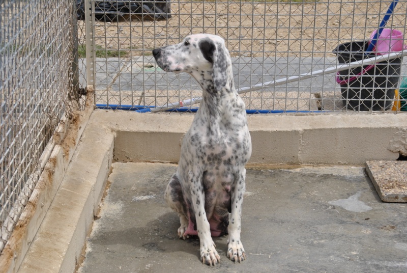 TICHA - 2 ans - Asso Galgos France Zaragoza (Espagne) Adpca_13